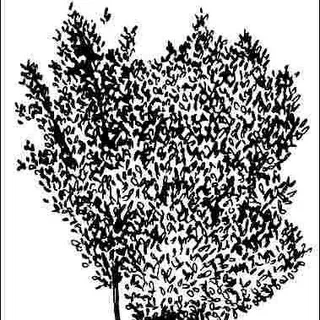 thumbnail for publication: Halesia carolina 'Rosea': 'Rosea' Carolina Silverbell